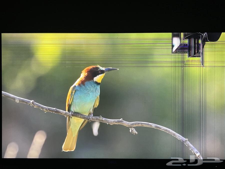 شاشة DELL (24 بوصه)64426577773057112