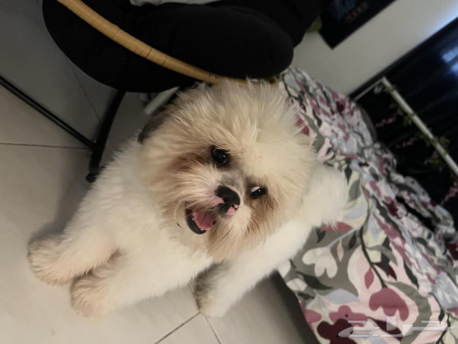 كلب جرو شيتزو للبيع64436534406913110