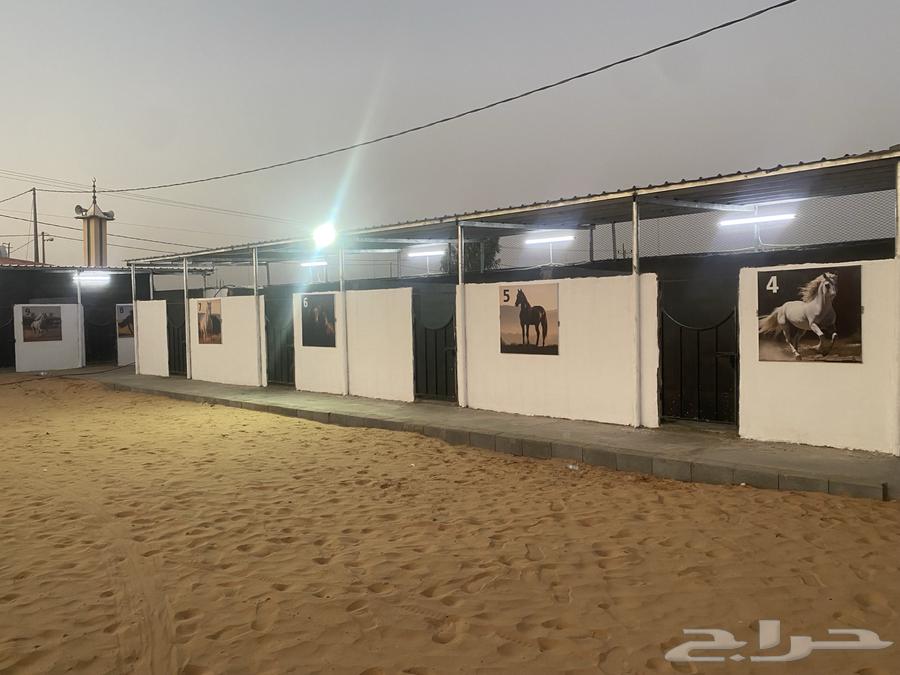 فرصة استثمارية مميزة لعشاق الخيل64436909854979112
