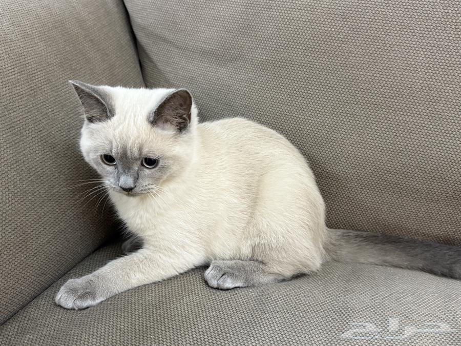 كتن للبيع64437625446274111