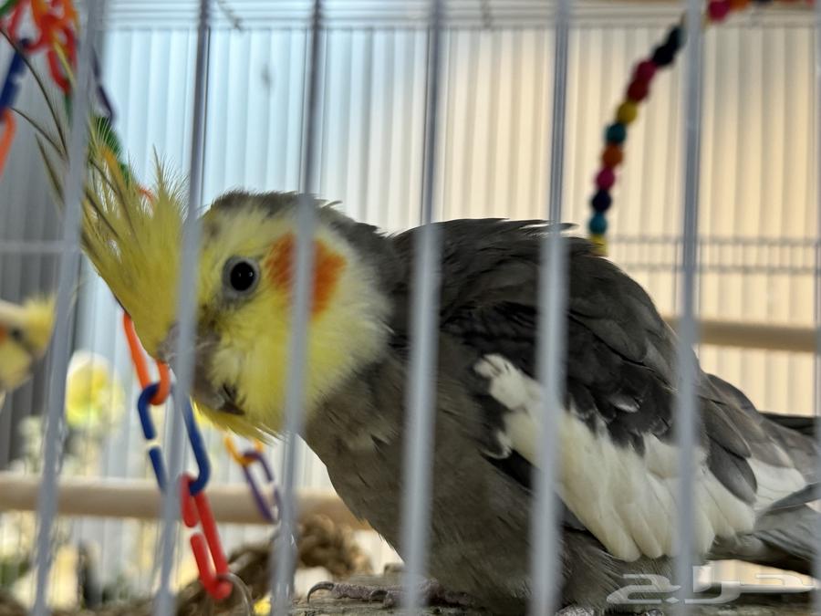 طيور كروان64440151025922111