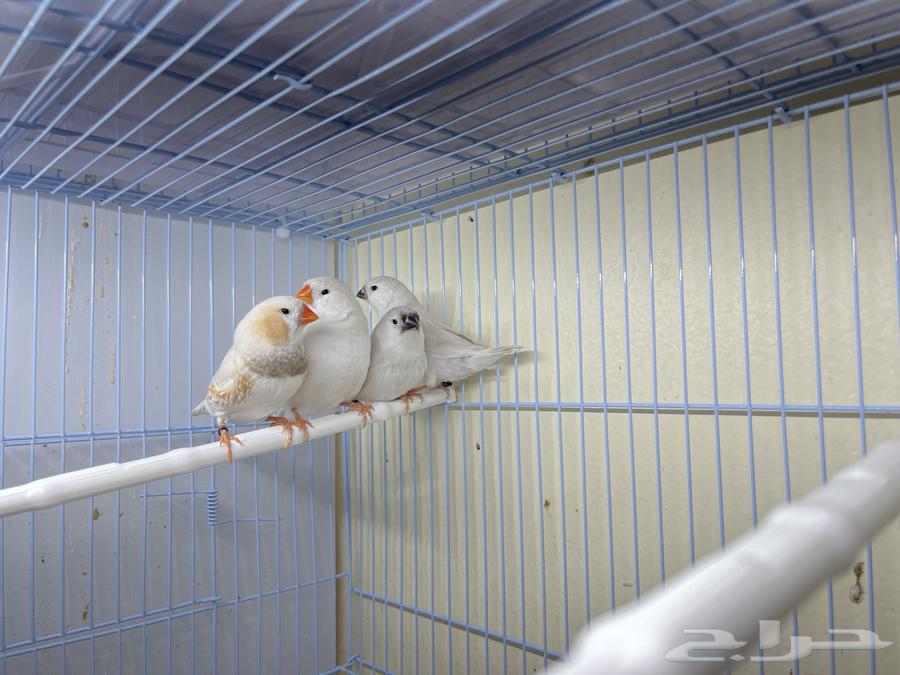 جوز زيبرا مكس انقليزي معه فراخته ( تم البيع )64440029293187112