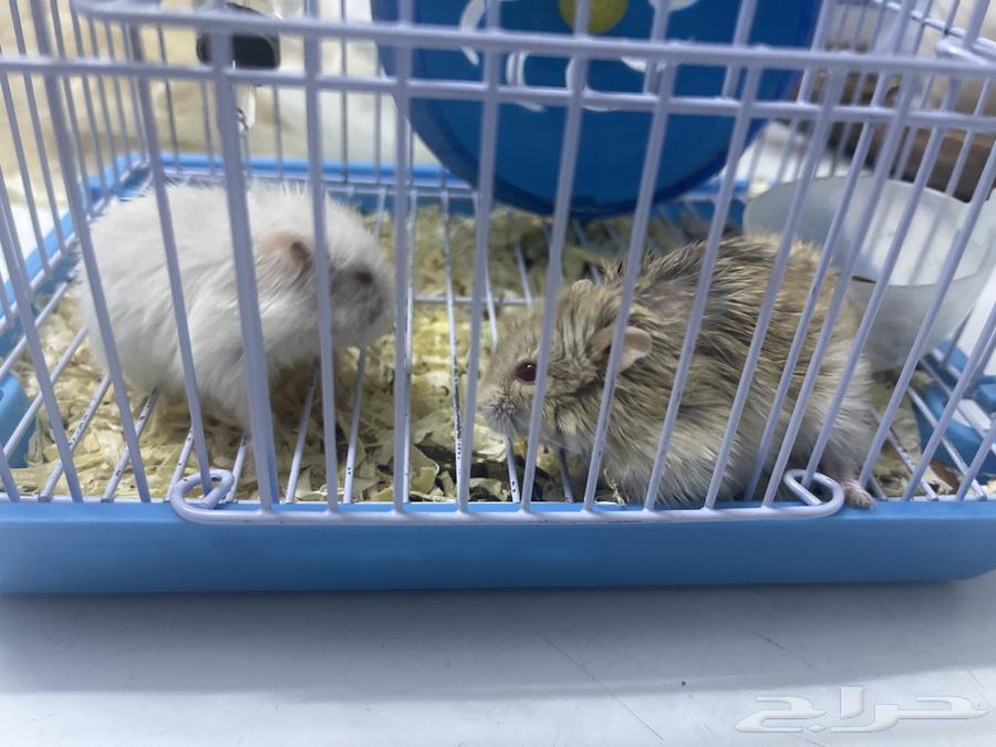 2 brown and white hamsters with their cage or their food for sale for 10064441979748611111
