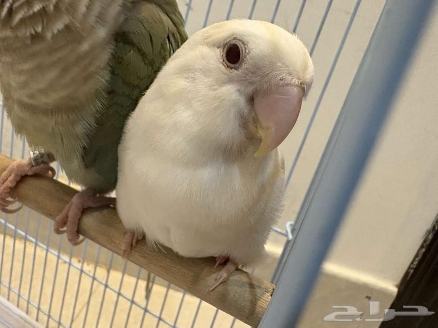 Daily Bird64439105094017111