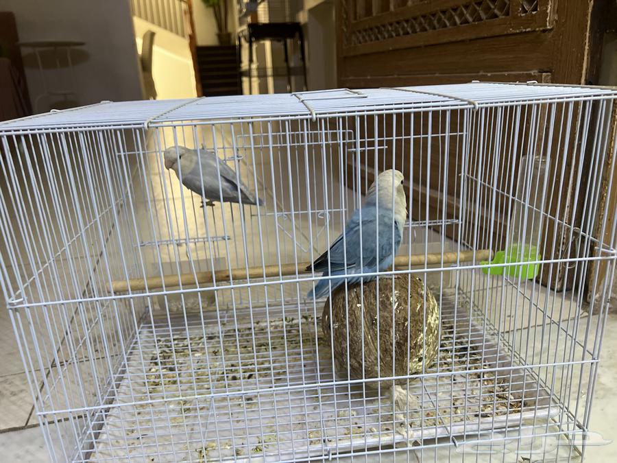 اتوقع انهم جوز روز للبيع ب 25064436964239234113