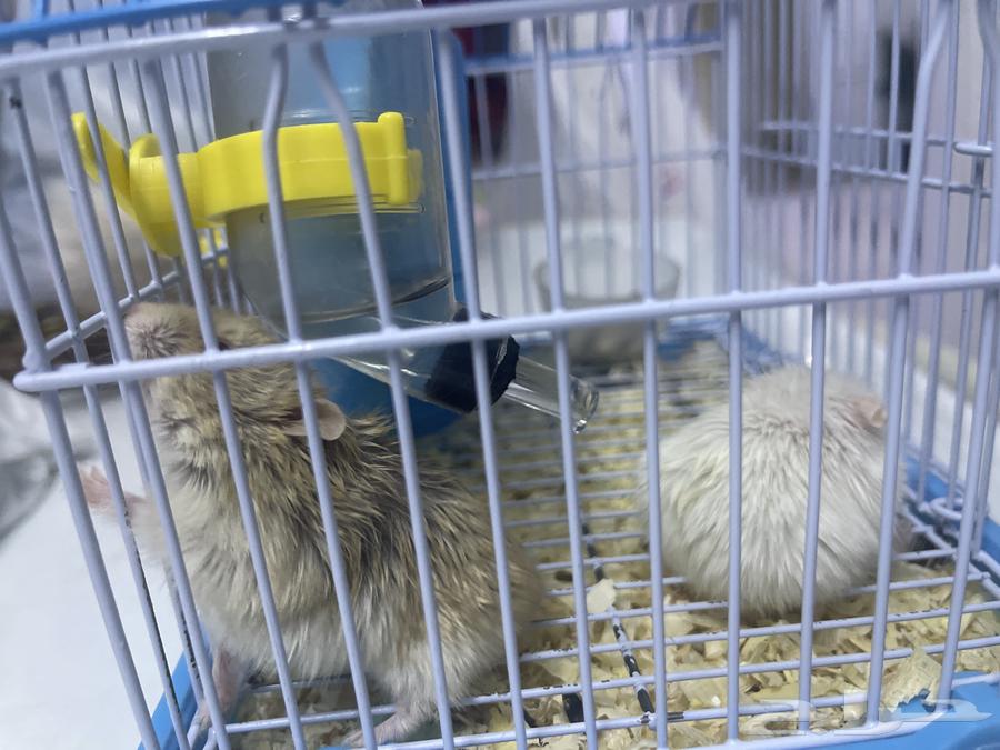 2 brown and white hamsters with their cage or their food for sale for 10064441979748611113