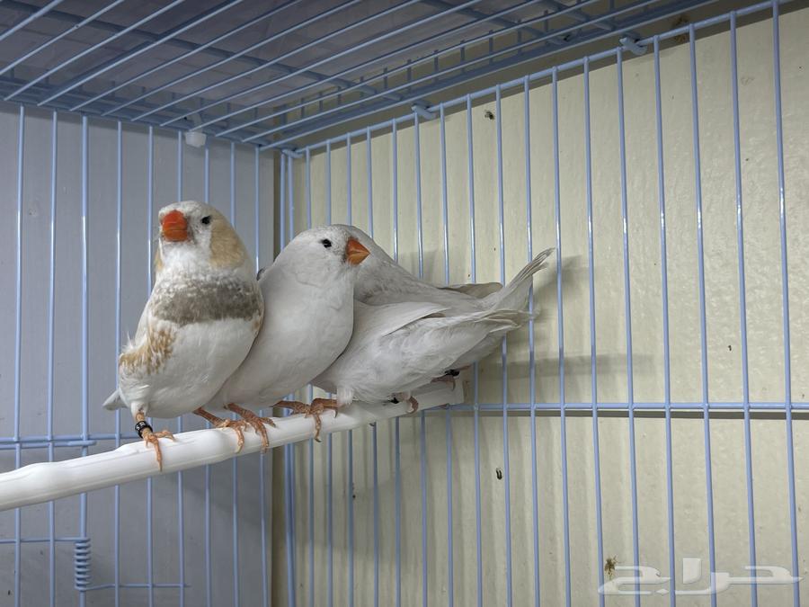 جوز زيبرا مكس انقليزي معه فراخته ( تم البيع )64440029293187111