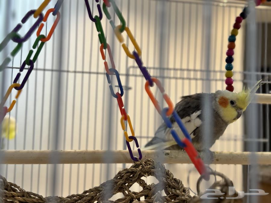 طيور كروان64440151025922113