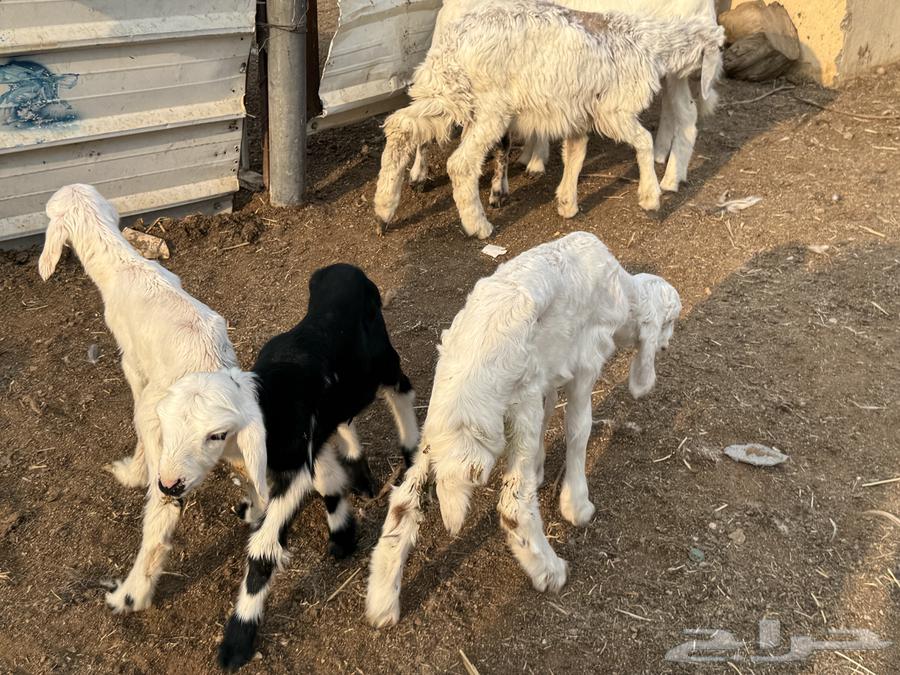 Dawagir64440329068803113