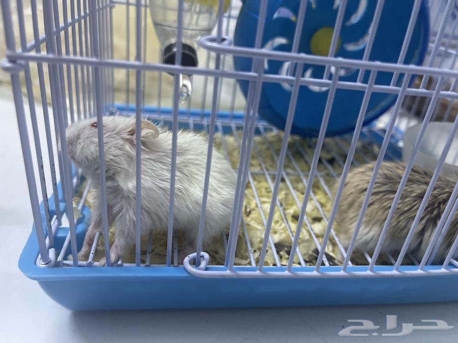 2 brown and white hamsters with their cage or their food for sale for 10064441979748611112