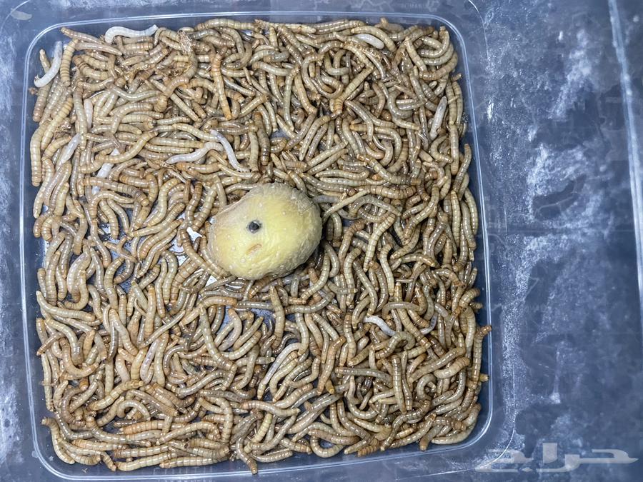 دود قبابي حي للبيع بروتين للطيور و الحيوانات64437639051649110