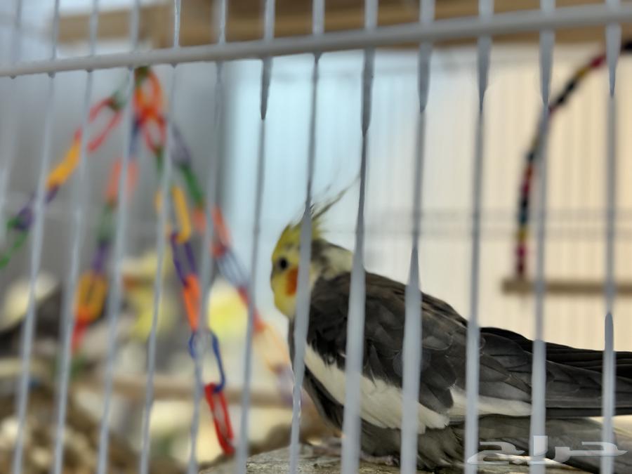 طيور كروان64440151025922110