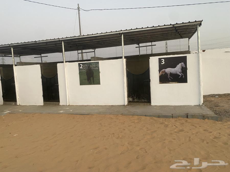 فرصة استثمارية مميزة لعشاق الخيل64436909854979113