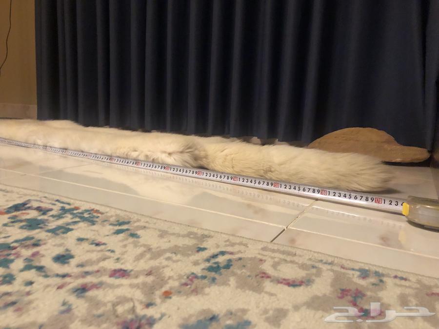 فروت الذئب الابيض الروسي64433859799169112