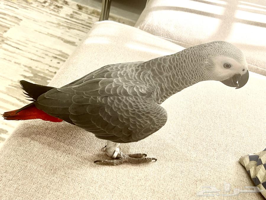 كاسكو هدد نشبه نشبه64435285922947114