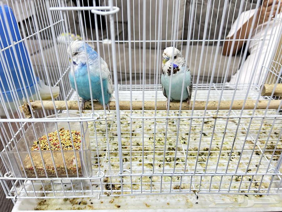 للبيع طيور حب انقليزي أسوم 200 ولبيع قريب جدنا64435272188034110