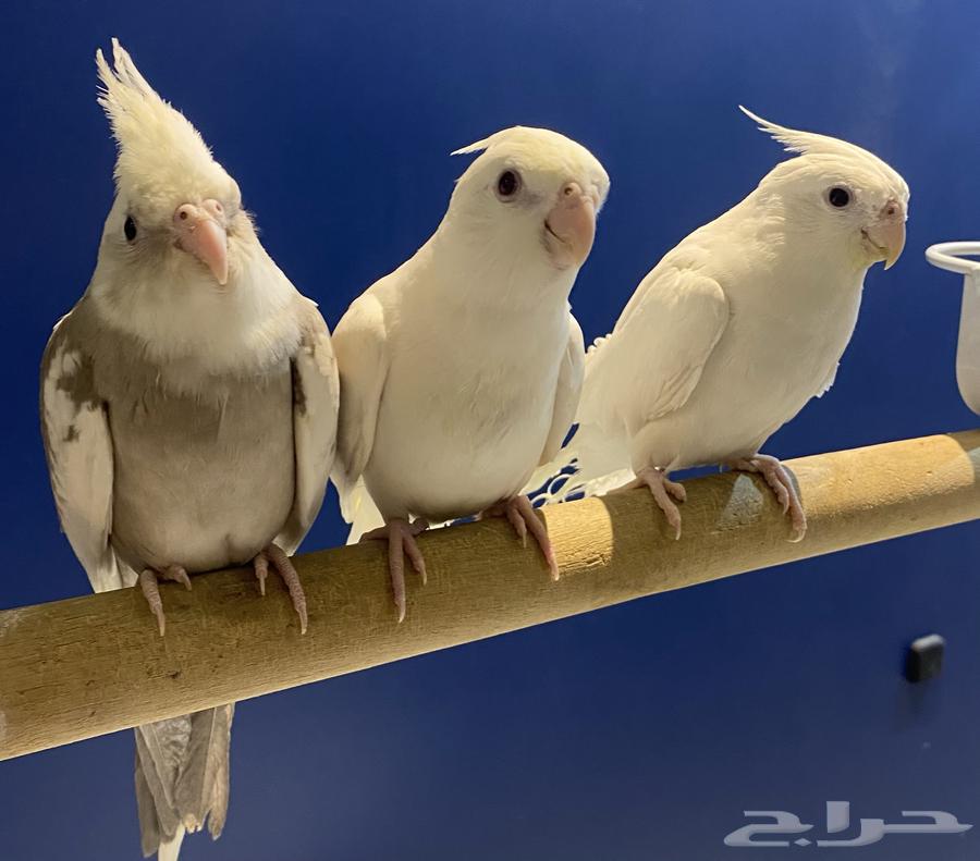 Pinno Crowns for Sale64442159168130110