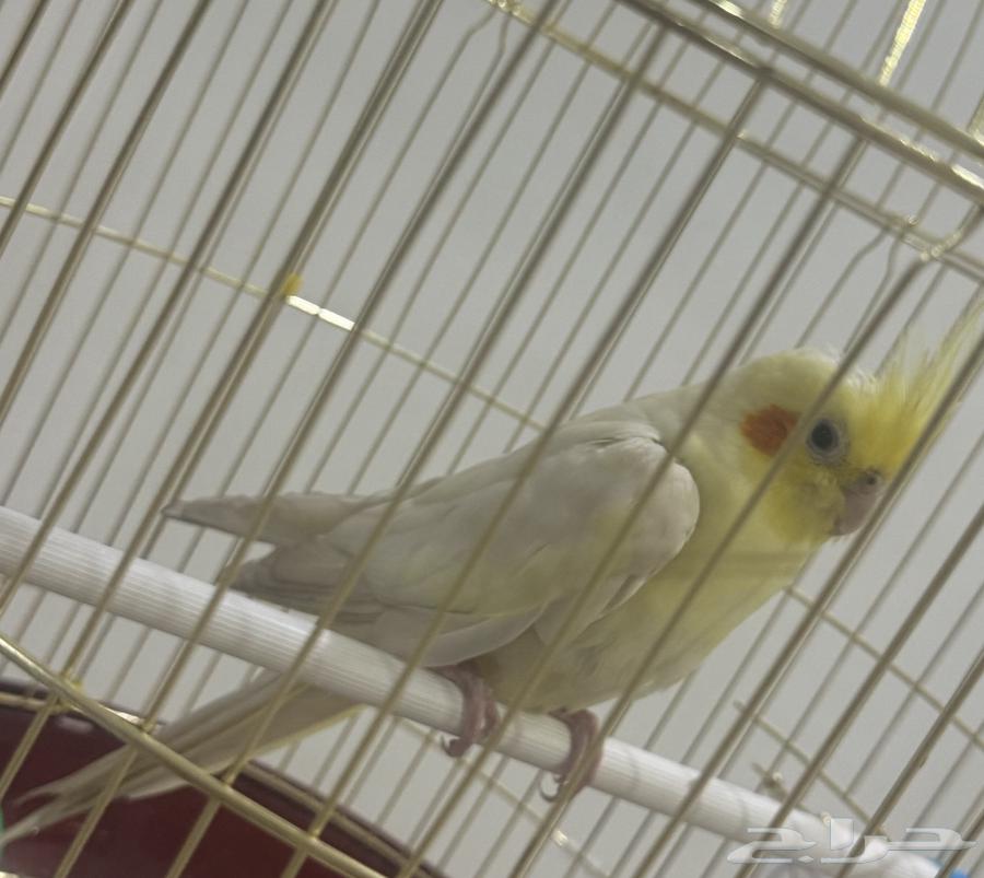 طير كروان اليف ..64435313243010111