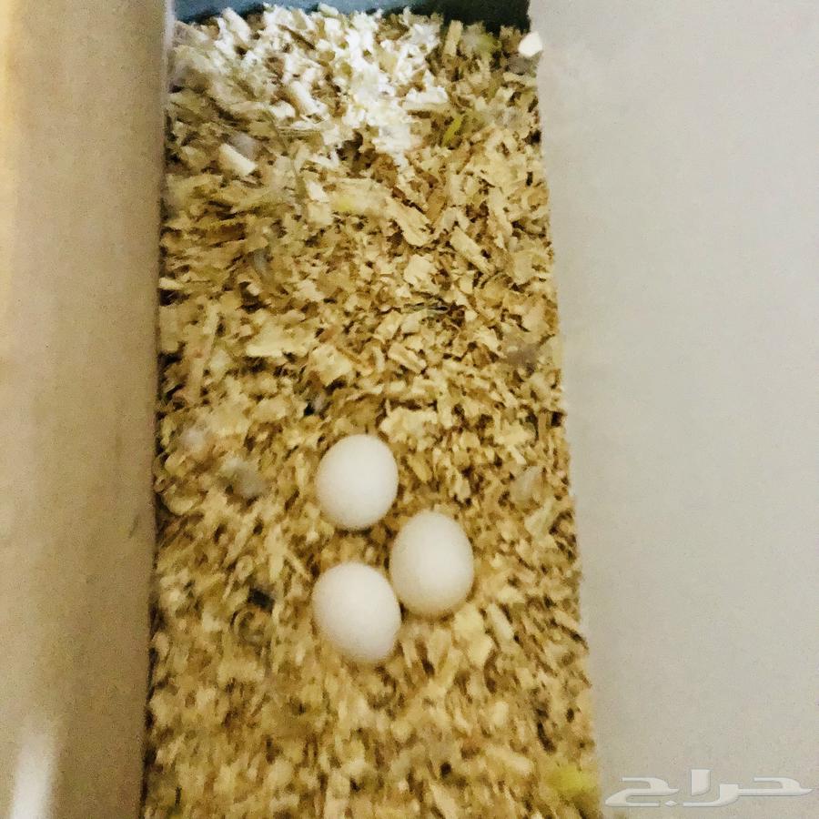 زوج كروان منتج64435782003202113