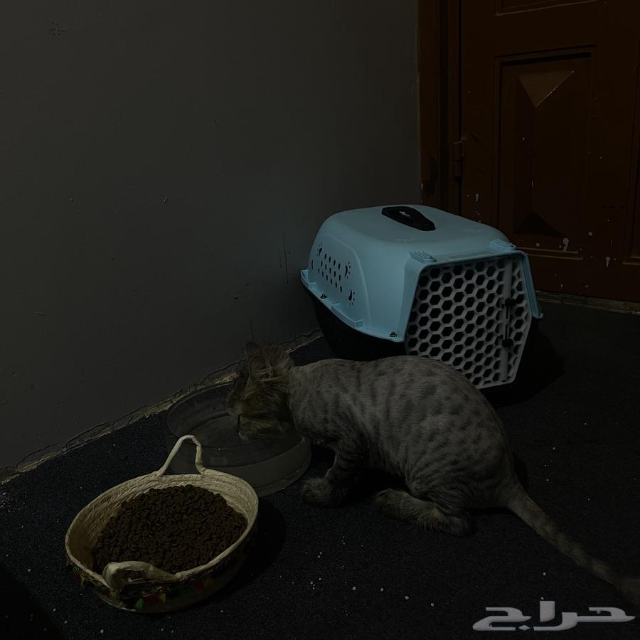 قط للبيع64439746989315111