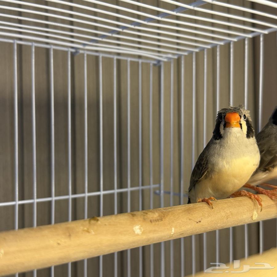 Zebra Finches64440711341058113