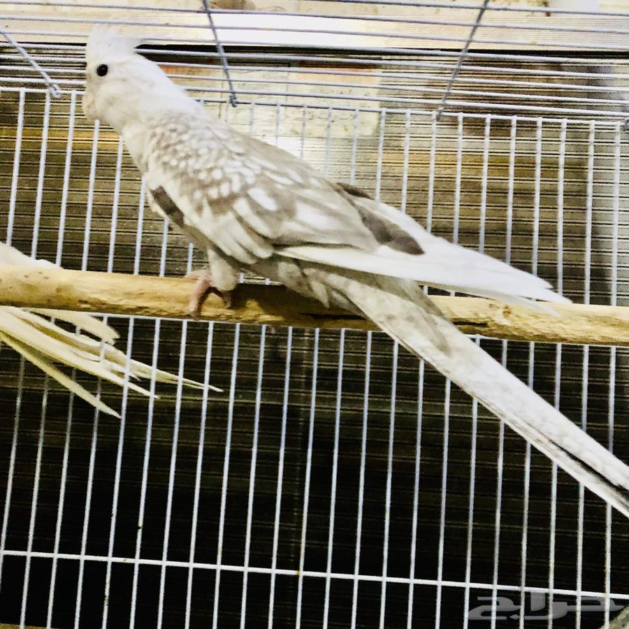 زوج كروان منتج64435782003202111