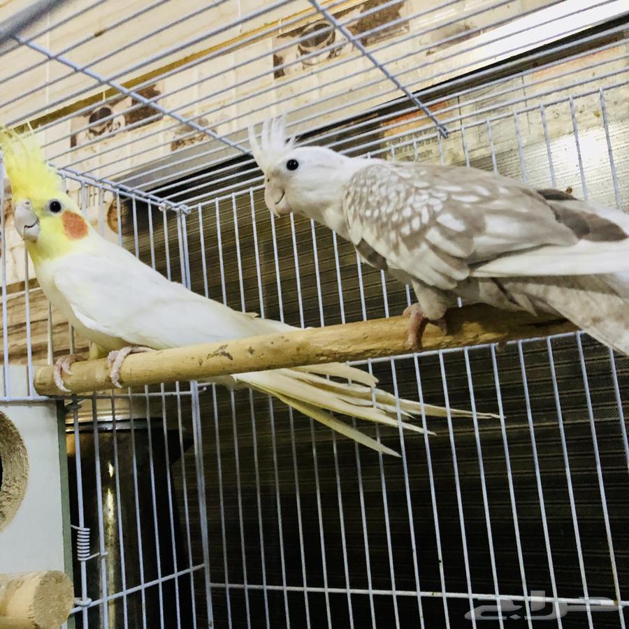 زوج كروان منتج64435782003202112