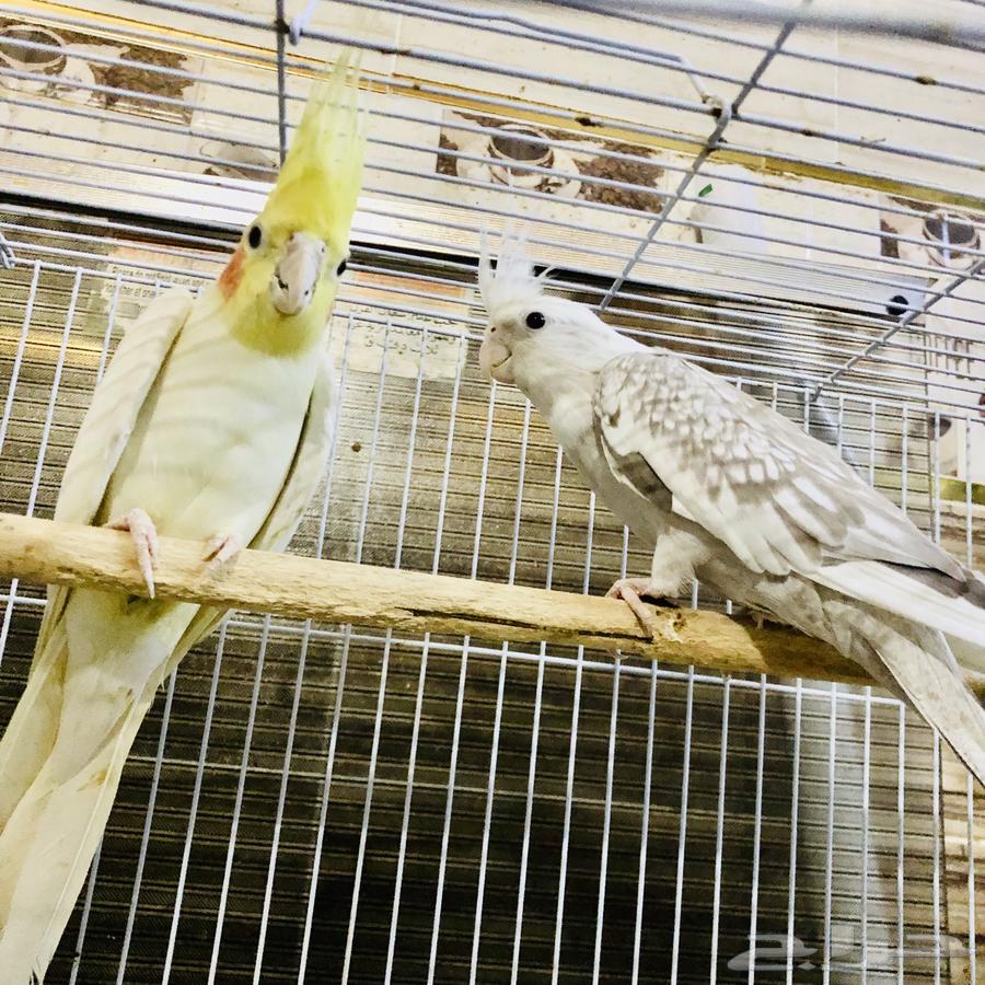 زوج كروان منتج64435782003202114