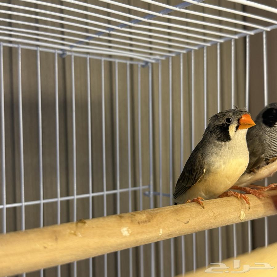 Zebra Finches64440711341058112