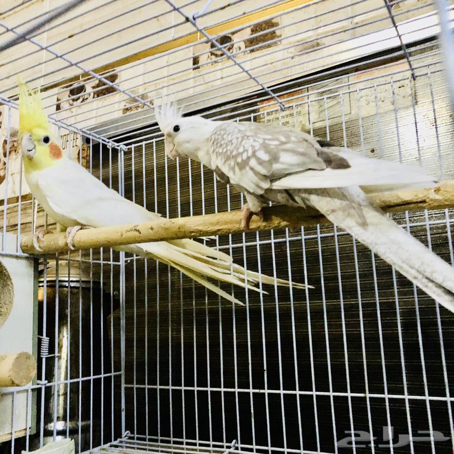 زوج كروان منتج64435782003202110