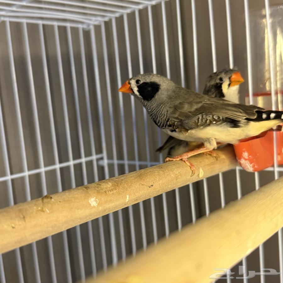 Zebra Finches64440711341058114