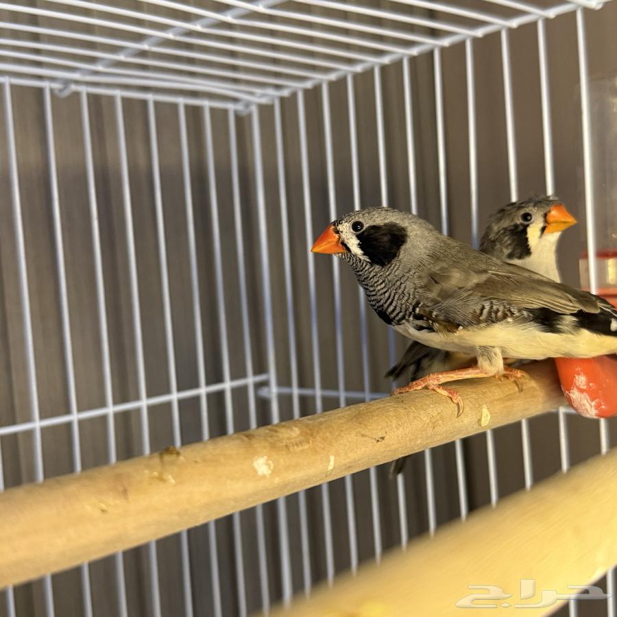 Zebra Finches64440711341058110
