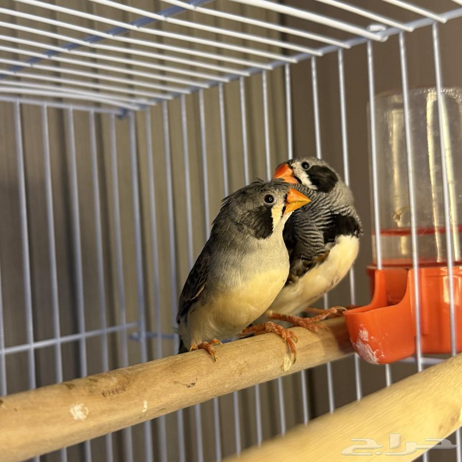 Zebra Finches64440711341058111
