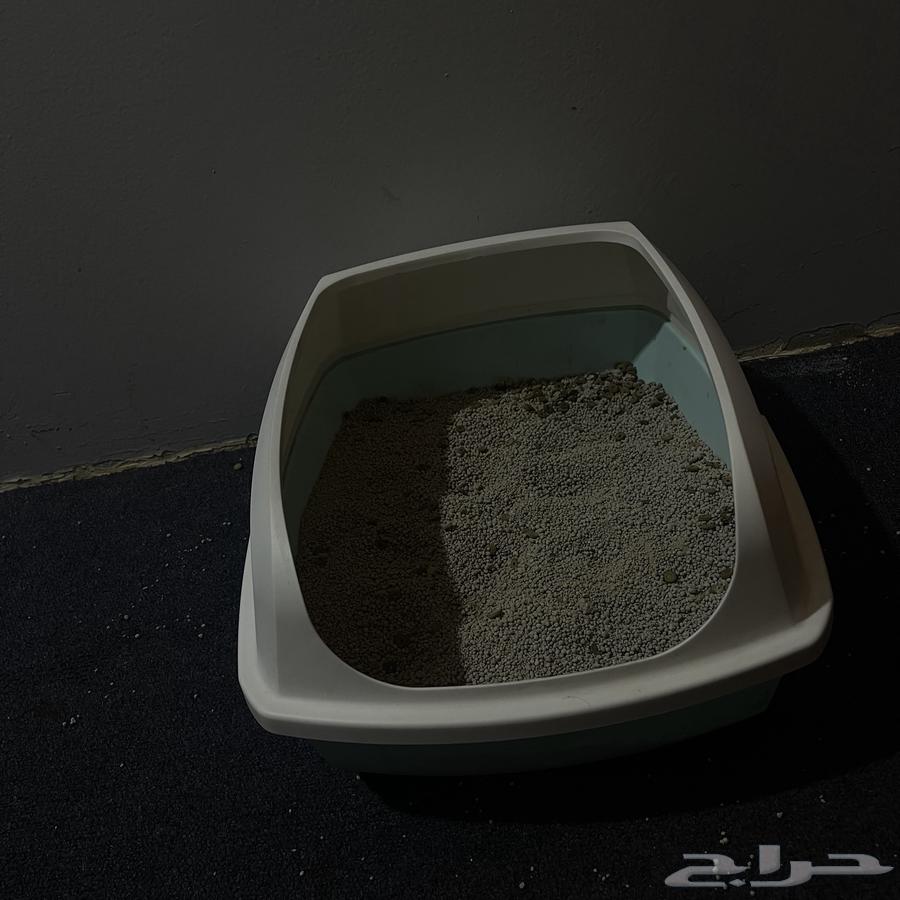 قط للبيع64439746989315110