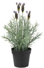 شتلات لافندر للبيع64440901205249111