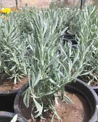 شتلات لافندر للبيع64440901205249110
