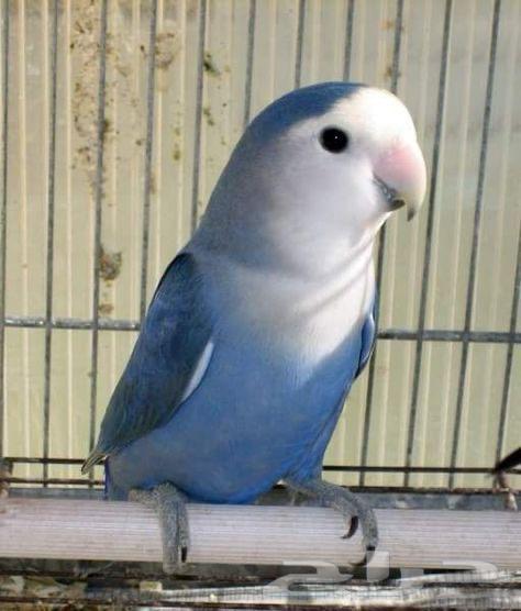 Roz Birds Number Available64441677573250110