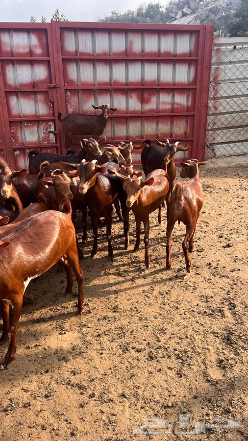 عنقان مراح واحد للبيع64438982291075112