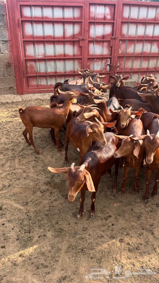 عنقان مراح واحد للبيع64438982291075111