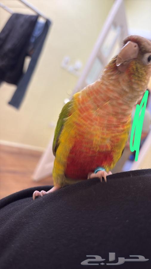 Kinyor Anans64440205745283111