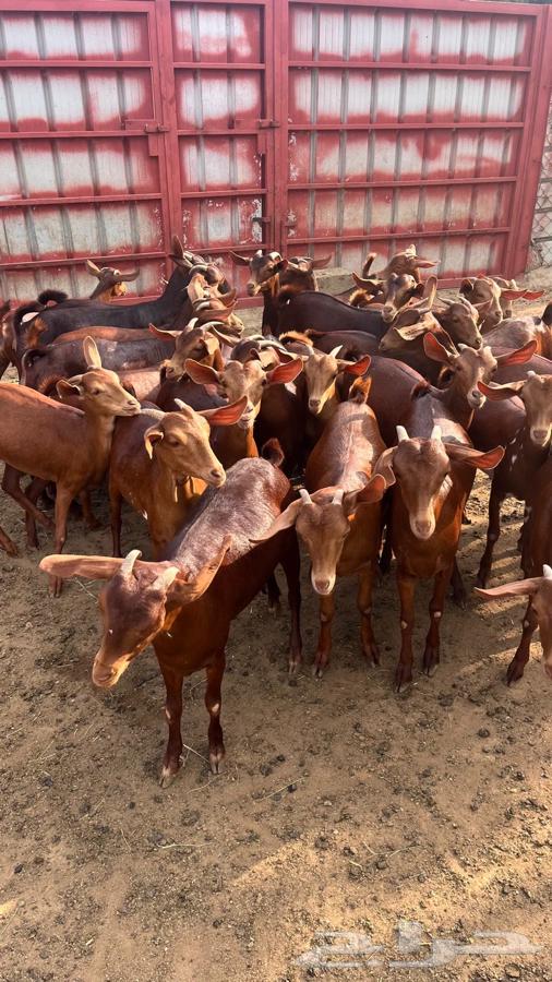 عنقان مراح واحد للبيع64438982291075114