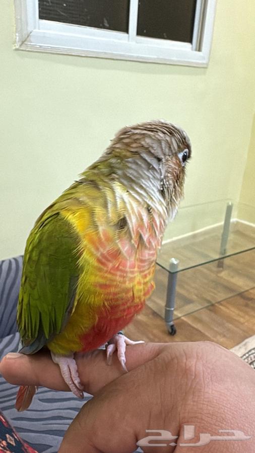 Kinyor Anans64440205745283112