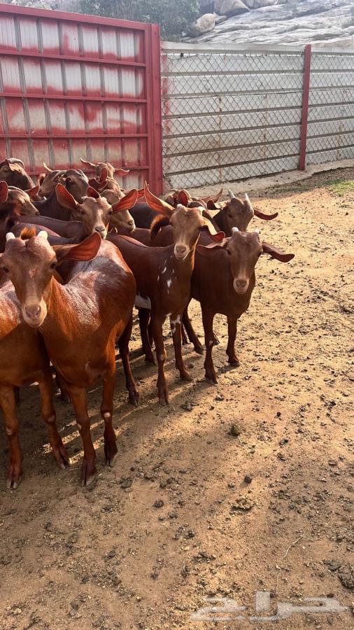 عنقان مراح واحد للبيع64438982291075113