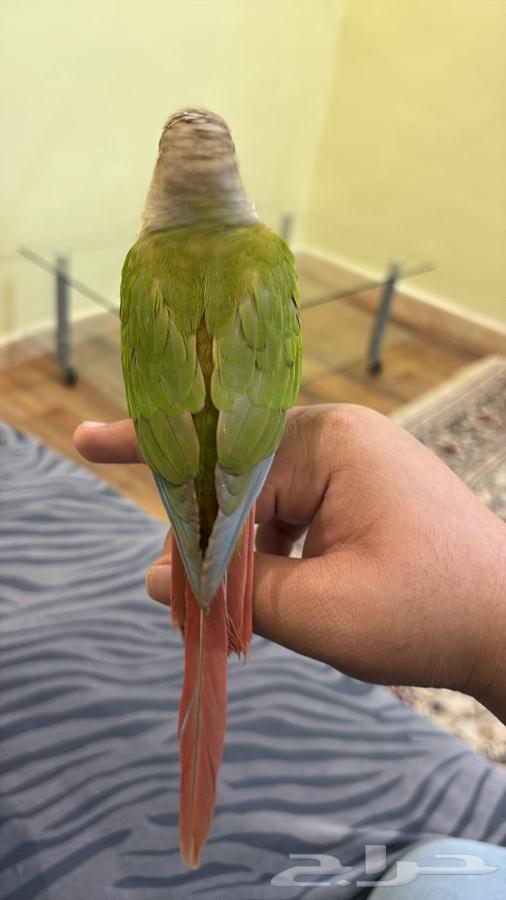 Kinyor Anans64440205745283110