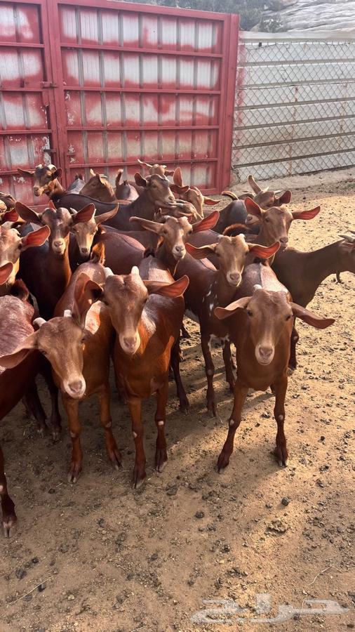 عنقان مراح واحد للبيع64438982291075110