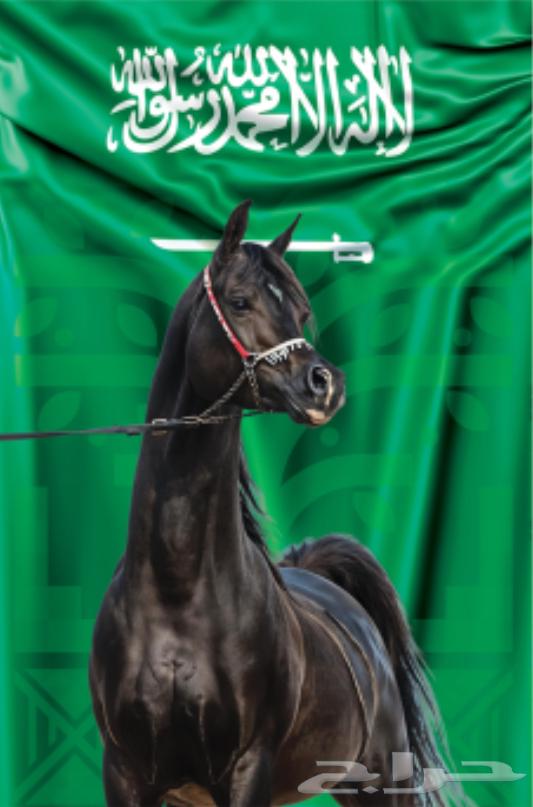 عروض الخيل في اليوم الوطني 95 .64434945519747111