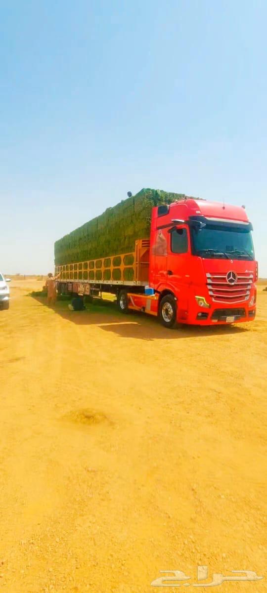 برسيم ورق عود ناعم الرطوبة فل64438982259459111