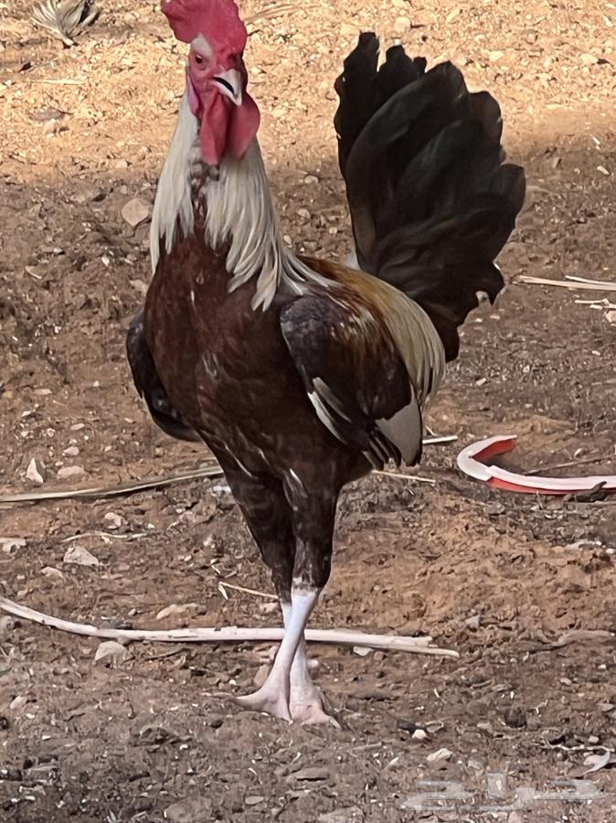 ديك شوكي ترثه عرف سياف64436426857089114