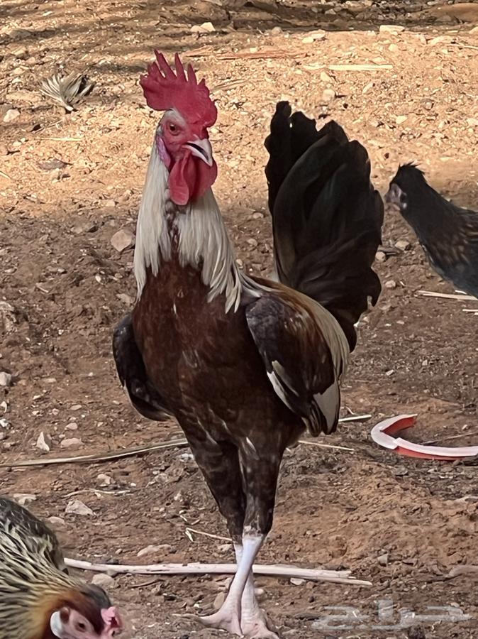 ديك شوكي ترثه عرف سياف64436426857089113