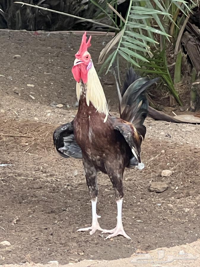 ديك شوكي ترثه عرف سياف64436426857089110